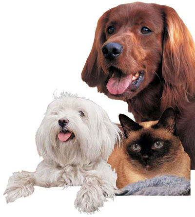 animaux 