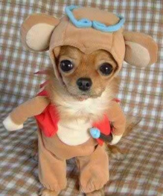 petit chien
