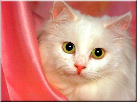 chat