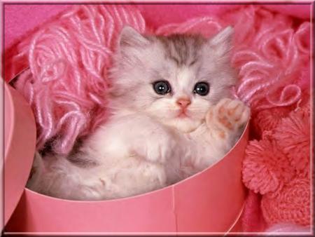 chat