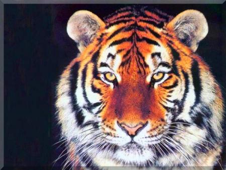 tigre