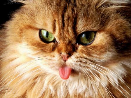 chat