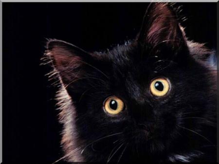 chat
