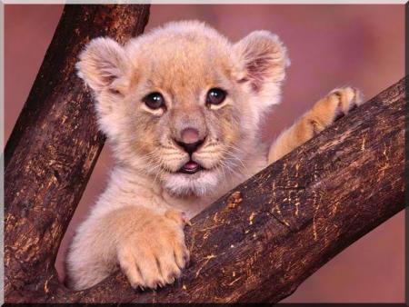 animaux