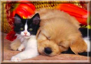 chat et chien