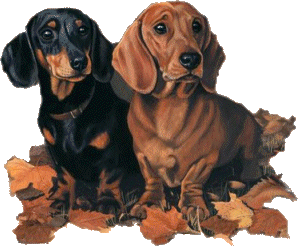 chiens trop mimi !!!!!!!!!!!!!