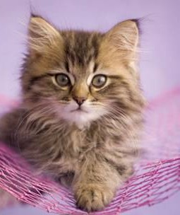 chat