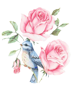 jolies roses 