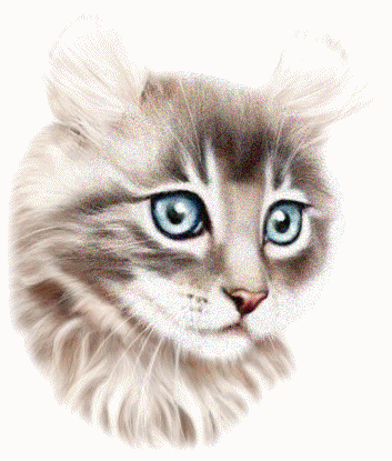 beau chat !!!