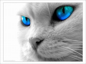 les yeux bleus !!!