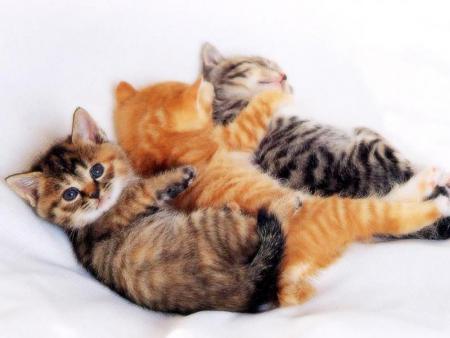 pause tendresse !!!!!!!!!