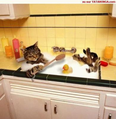 délire un chat qui se lave !!!